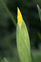Bud of yellow flag iris