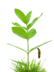 Chrysalis hanging from milkweed