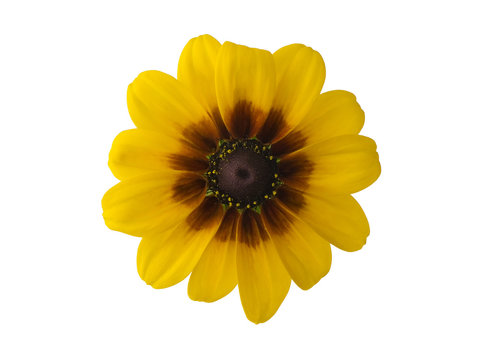 Black-eyed Susan