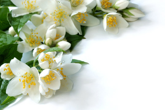 flower frame