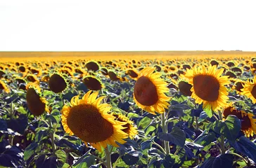 Poster de jardin Tournesol A field of colourful sun flowers
