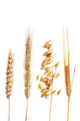 Wheat selection