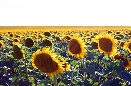A field of colourful sun flowers