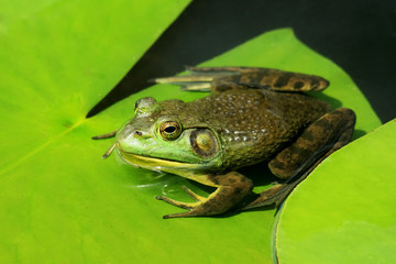 A green bullfrog sits on a lily pad