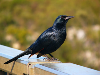 Redwinged starling - male