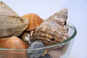 Shells in a dish