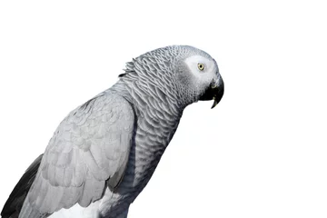  African grey parrot © Snezana Skundric