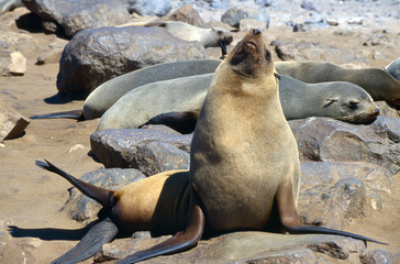 Fototapeta premium seal at cape cross