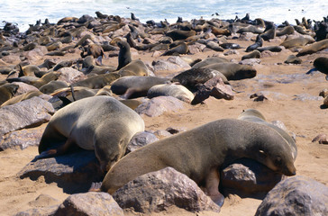 seals