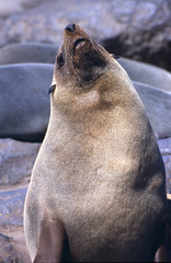 Fototapeta premium seal