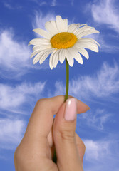 hand with chamomile flower on cloudy sky background