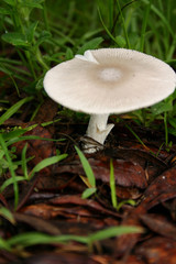 Morgan_mushroom11_070607