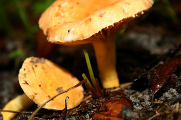 Morgan_mushroom12_070607