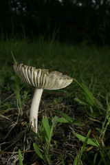 Morgan_mushroom10_070607