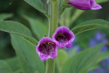 Purple Foxglove