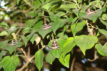 Schmetterlinge soweit das Auge reicht