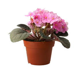 flower in pot