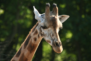 Giraffenporträt © Antje Lindert-Rottke