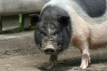 böser Blick