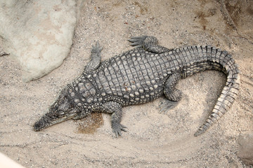 Fototapeta premium Krokodil im Zoo
