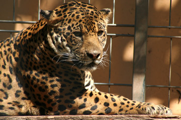 Jaguar im Zoo