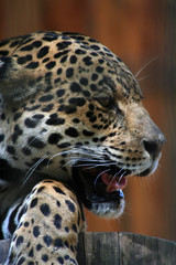 Fototapeta premium fauchender Jaguar
