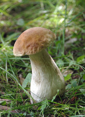 boletus xerocomus