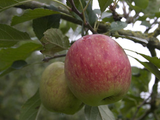 English Apples On Tree