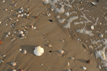 seashells in the wet sand