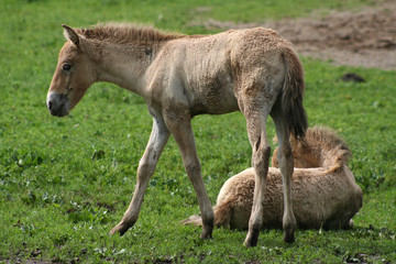 Fototapeta premium Przewalski-Fohlen