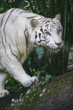 White Tiger