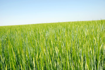 field of barley