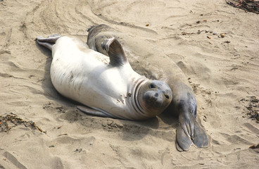 seal on the beach