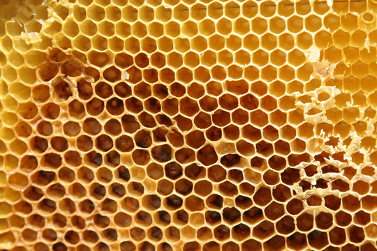 Close-up of natural honeycomb partially filled with honey
