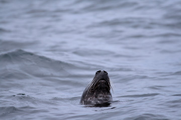 Fototapeta premium seal snout