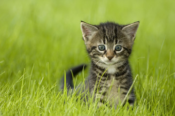 little kitten playing on the grass close up - obrazy, fototapety, plakaty