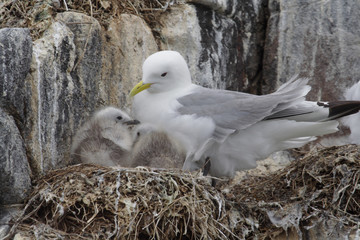 Kittiwake with its chicks