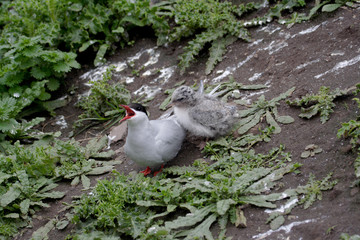 Artic terns and their chicks