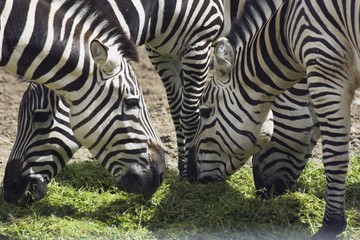 Fototapeta na wymiar Eating Zebras