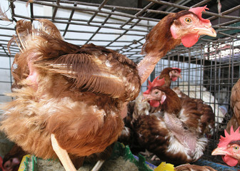  chickens