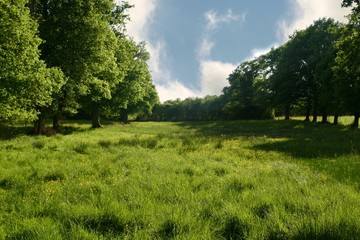 Green field in summer