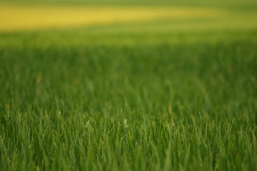 Fototapeta na wymiar Green and yellow wheat field