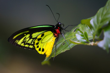 Butterfly Moth