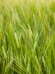 Green spelt, from which how it will be ripe bread will make