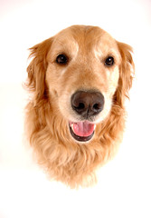 Golden retriever dog, taken at fun angle with wide angle lens