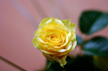 Yellow rose in detail