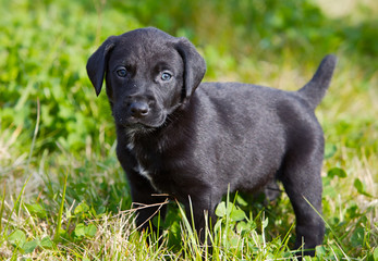 adorable small dog on the green grass