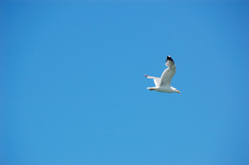 gabbiano in volo