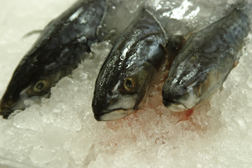 Fresh fishes