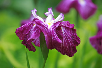 Obraz premium Purple Iris